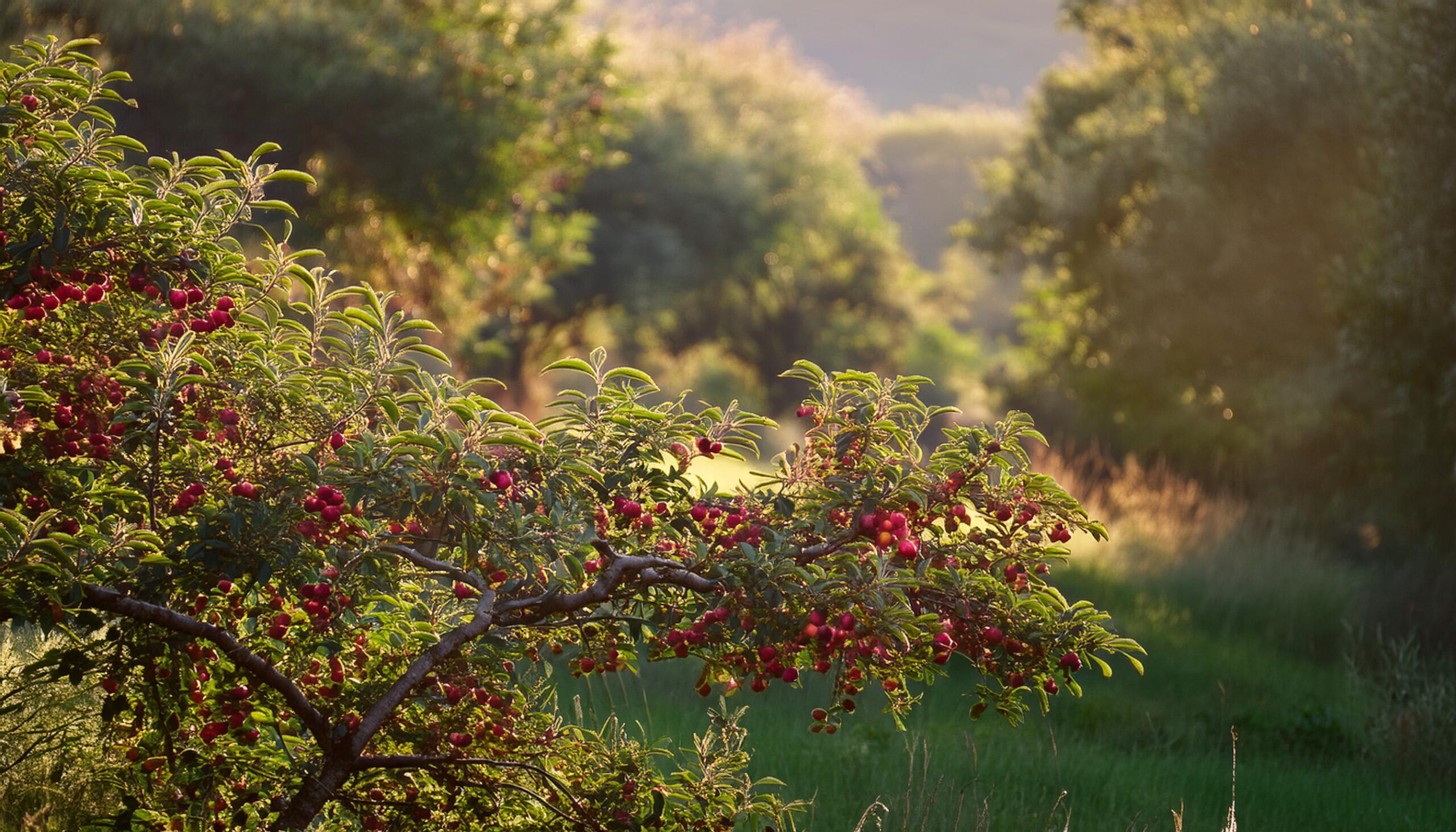 a fruit trees Miyawaki Forest